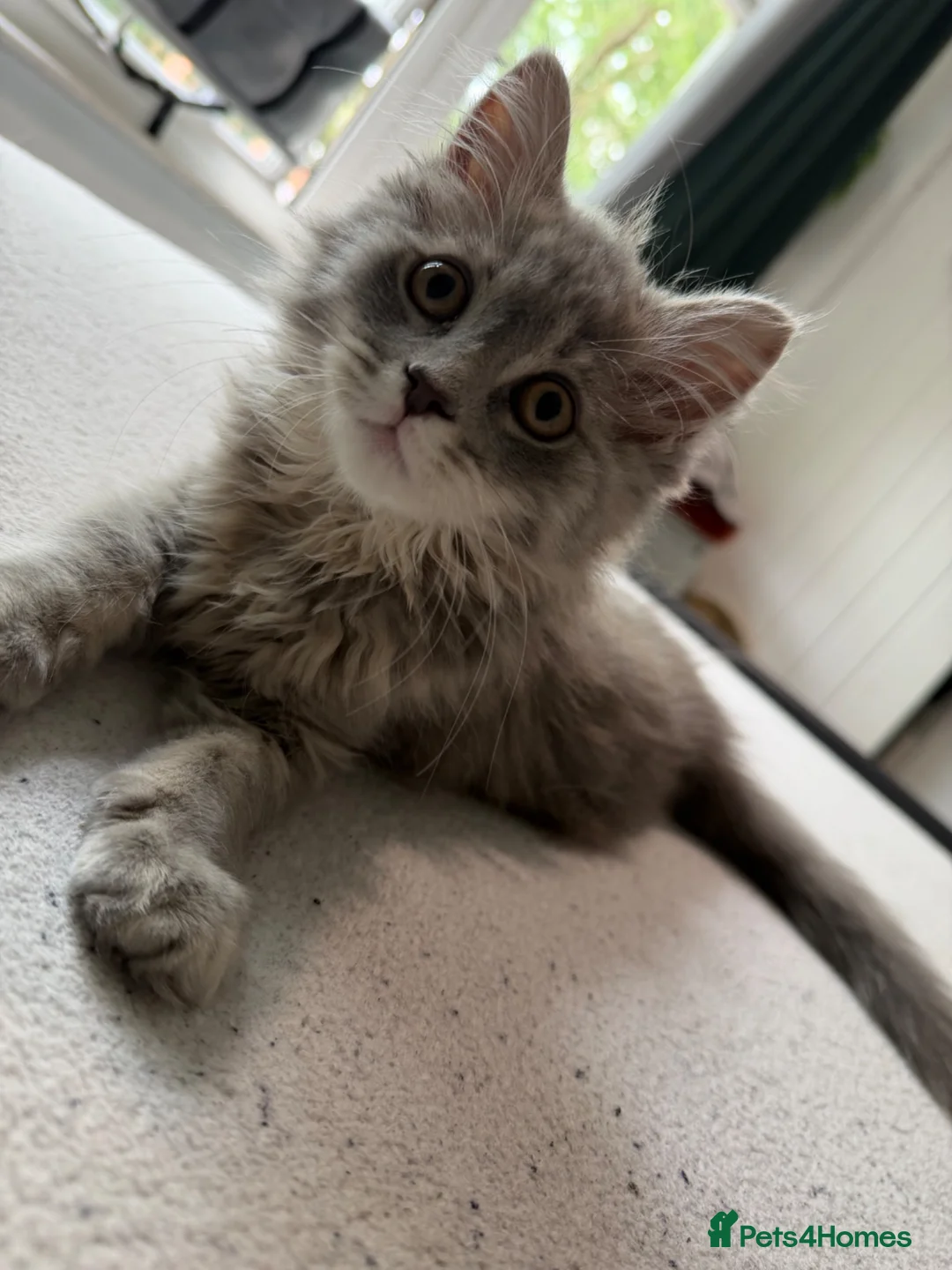 Mixed Breed cats for sale: Scottish straight x calico  - Advert 2