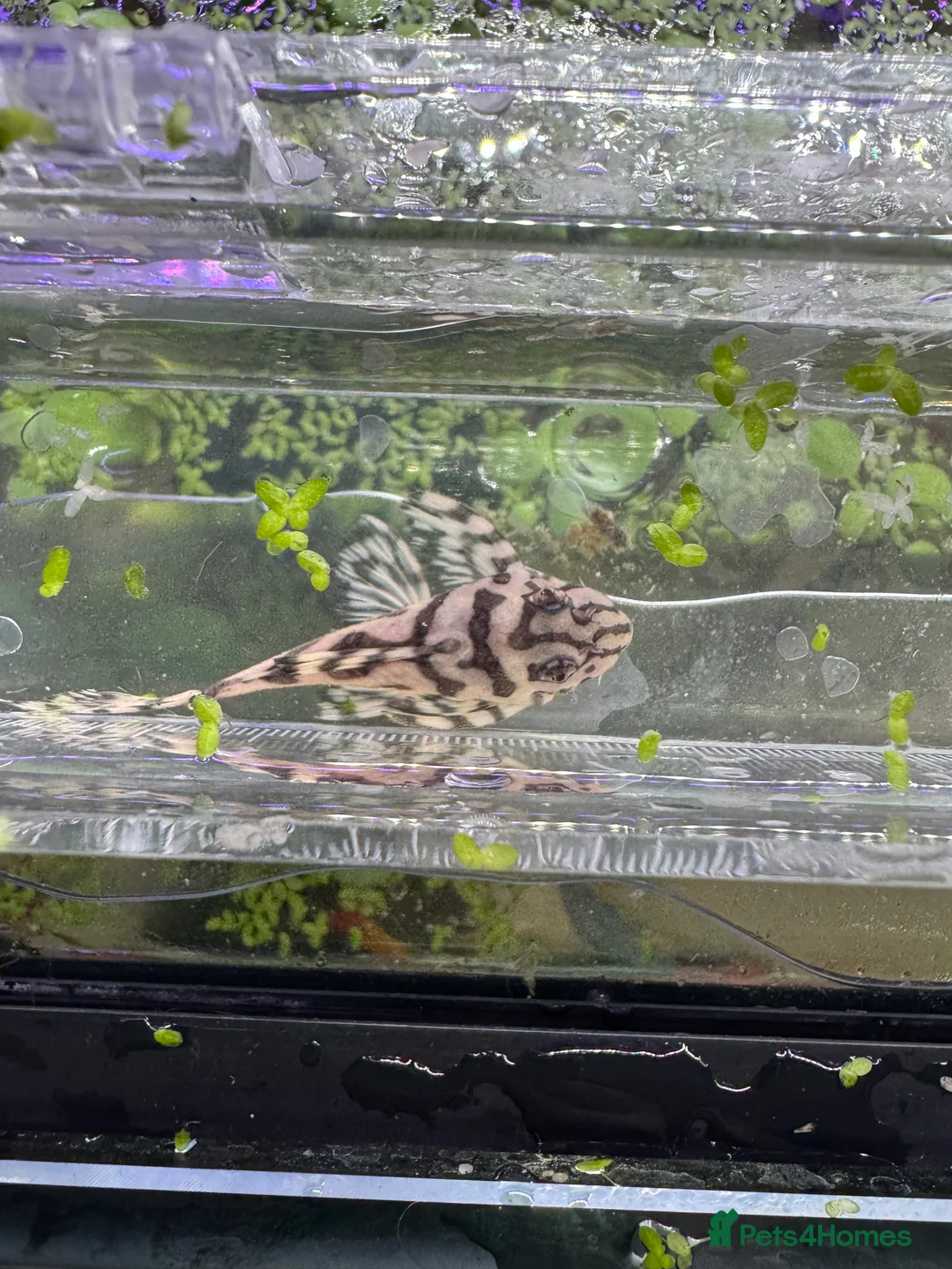 Plecos fish for sale: L236SWandRB mix 3male 5female - Advert 7