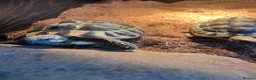 Tortoise reptiles for sale: 1 Herman tortoise for sale in Farnham - Advert 9