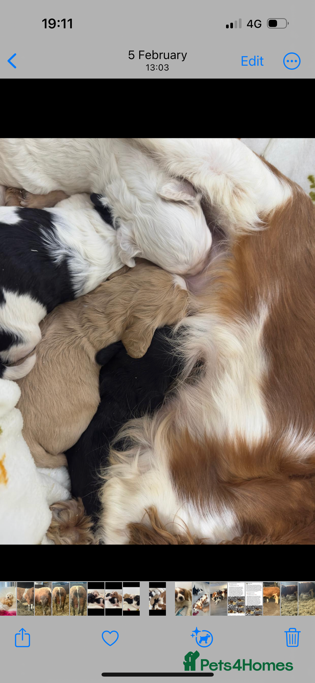 Cavapoo dogs for sale: F1 Cavapoo Puppies  - Image 6