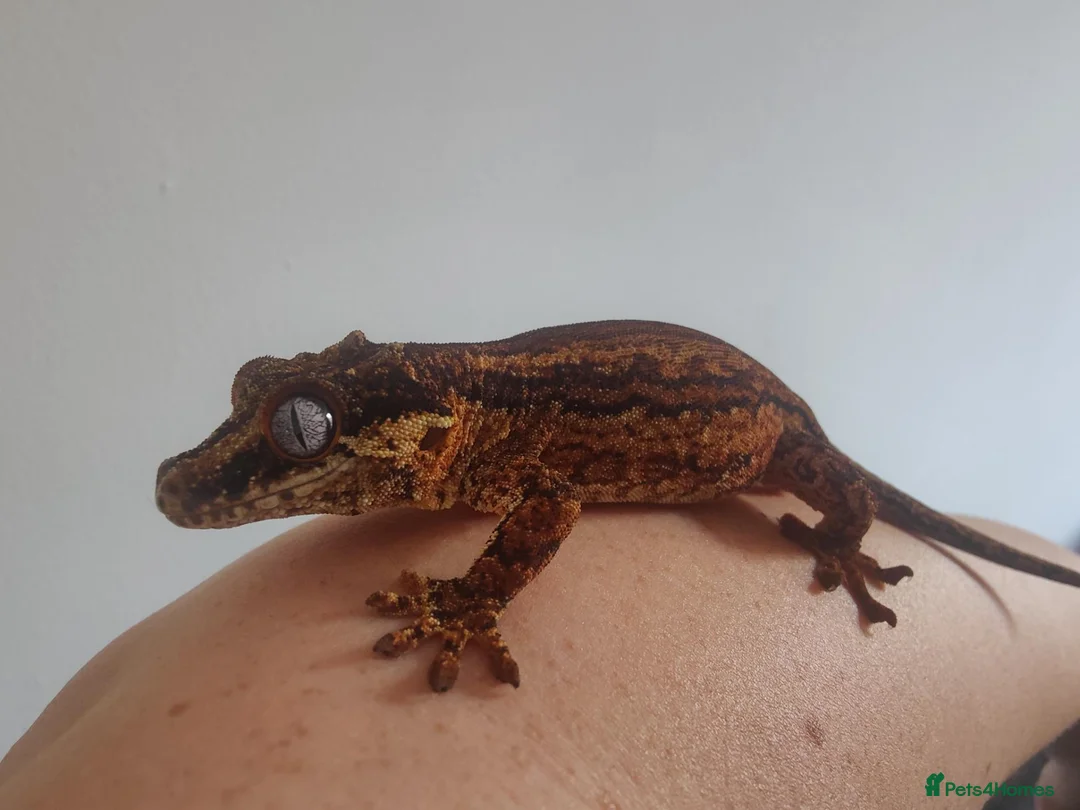 Gecko reptiles for sale: Gargoyle Gecko in Mansfield - Advert 2