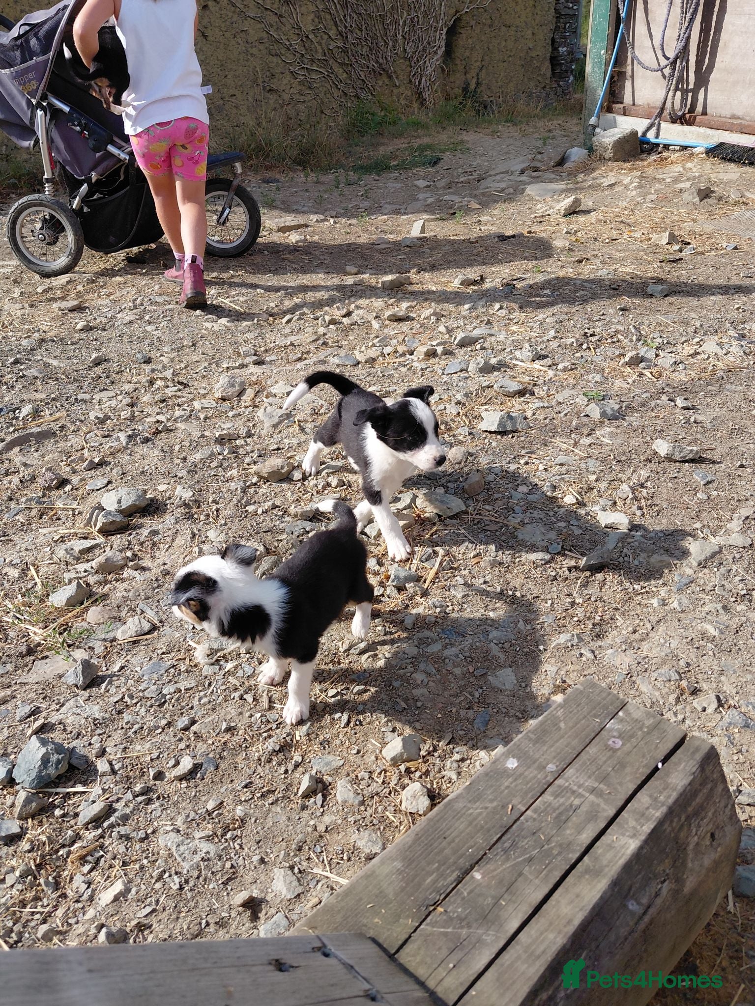 Border Collie dogs 3 gorgeous puppies looking for there forever home - Advert 1