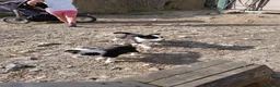 Border Collie dogs for sale: 3 gorgeous puppies looking for there forever home - Advert 1