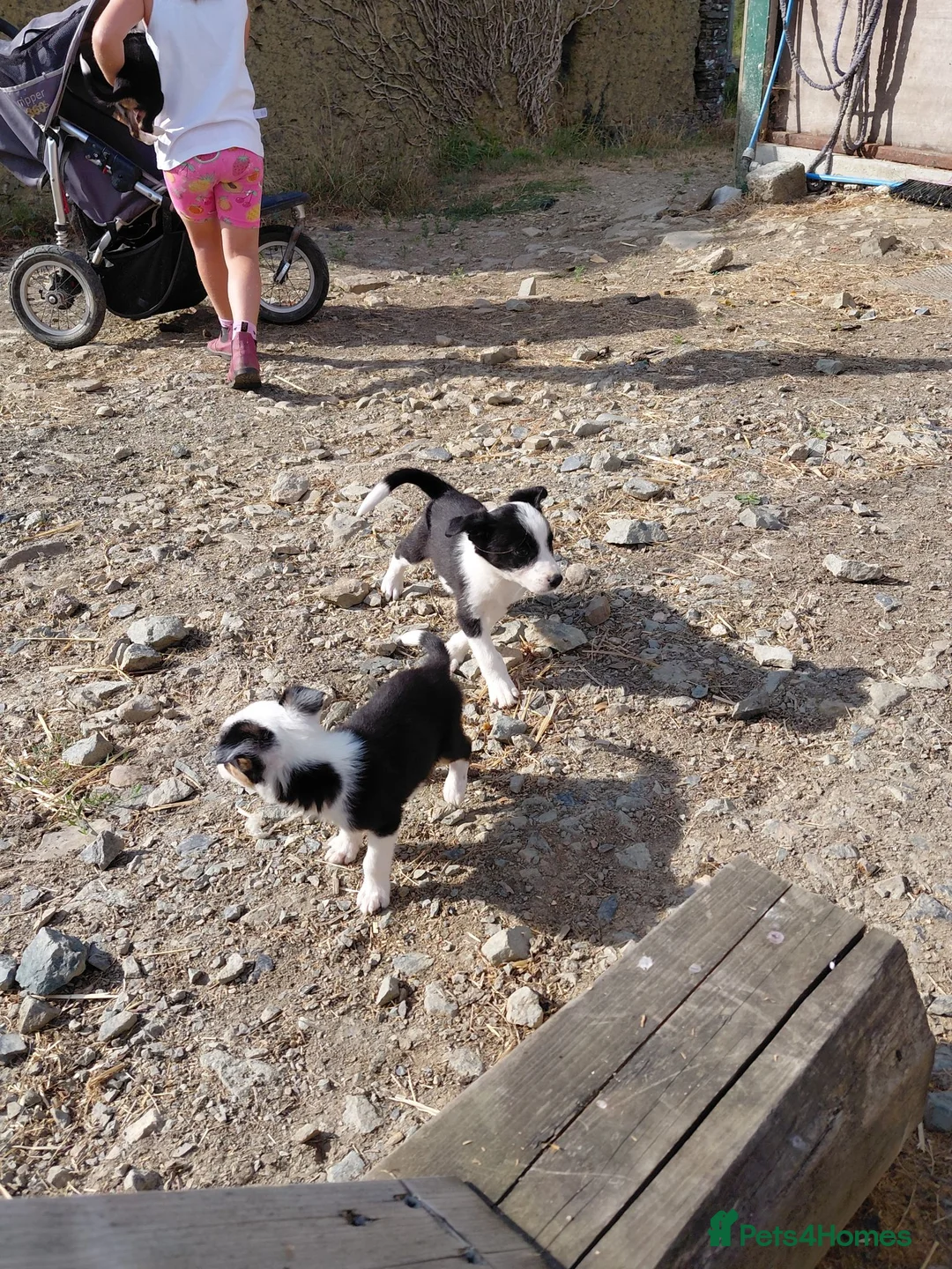 Border Collie dogs for sale: 3 gorgeous puppies looking for there forever home - Advert 1
