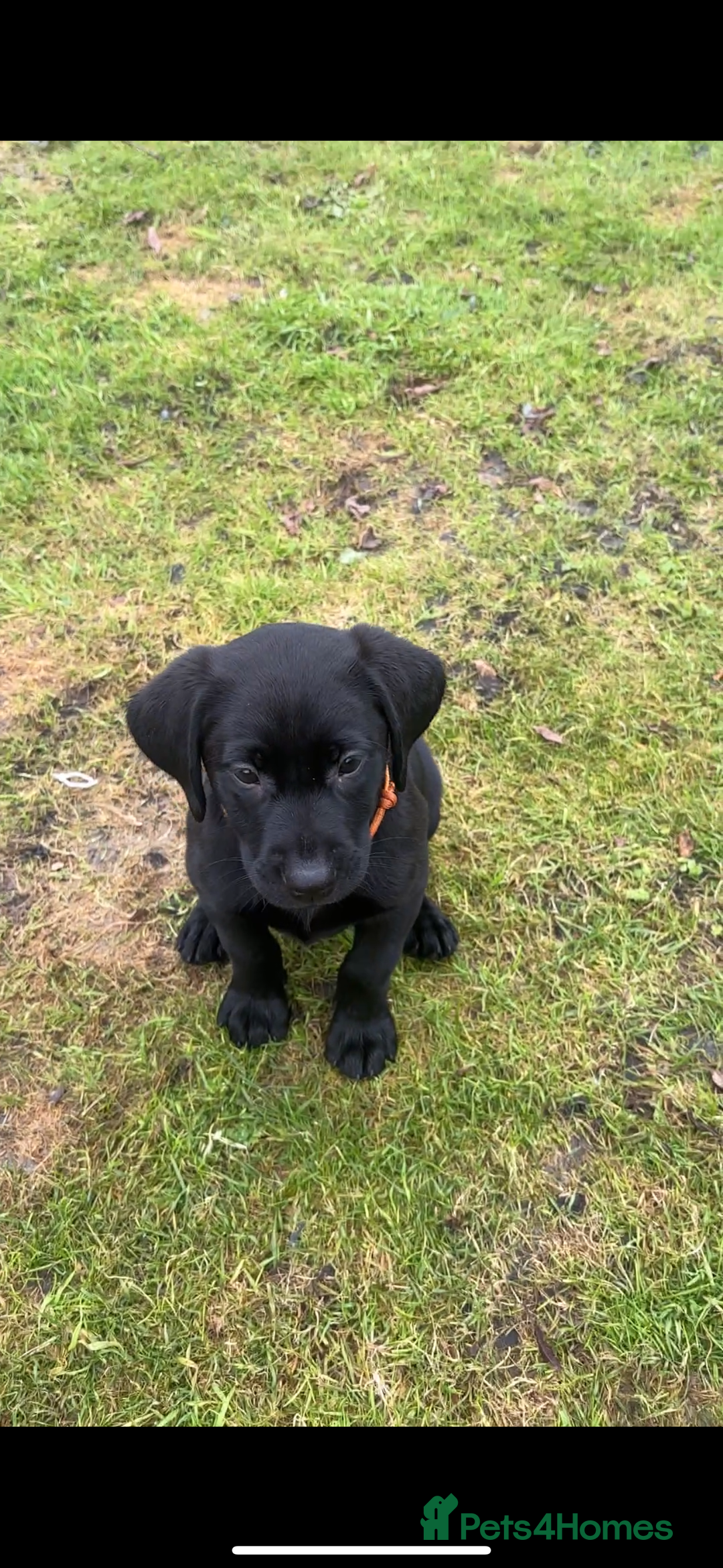 Labrador Retriever dogs for sale: 1 Black Labrador bitch left ready to go now  - Image 5