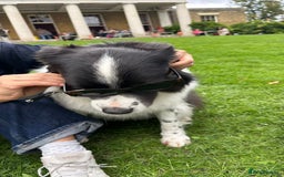 Border Collie dogs for sale: 🐾 Meet Marvin — Left Behind, But Not Forgotten 💔 - Image 6