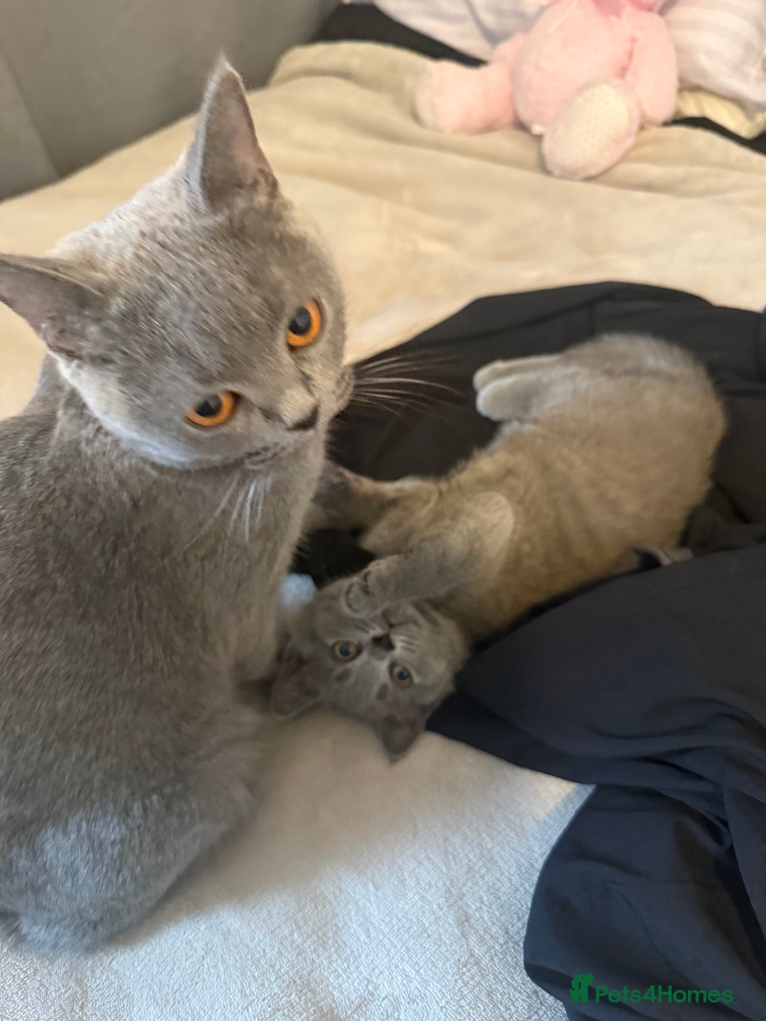 British Shorthair cats for sale: British shorthair  - Image 4