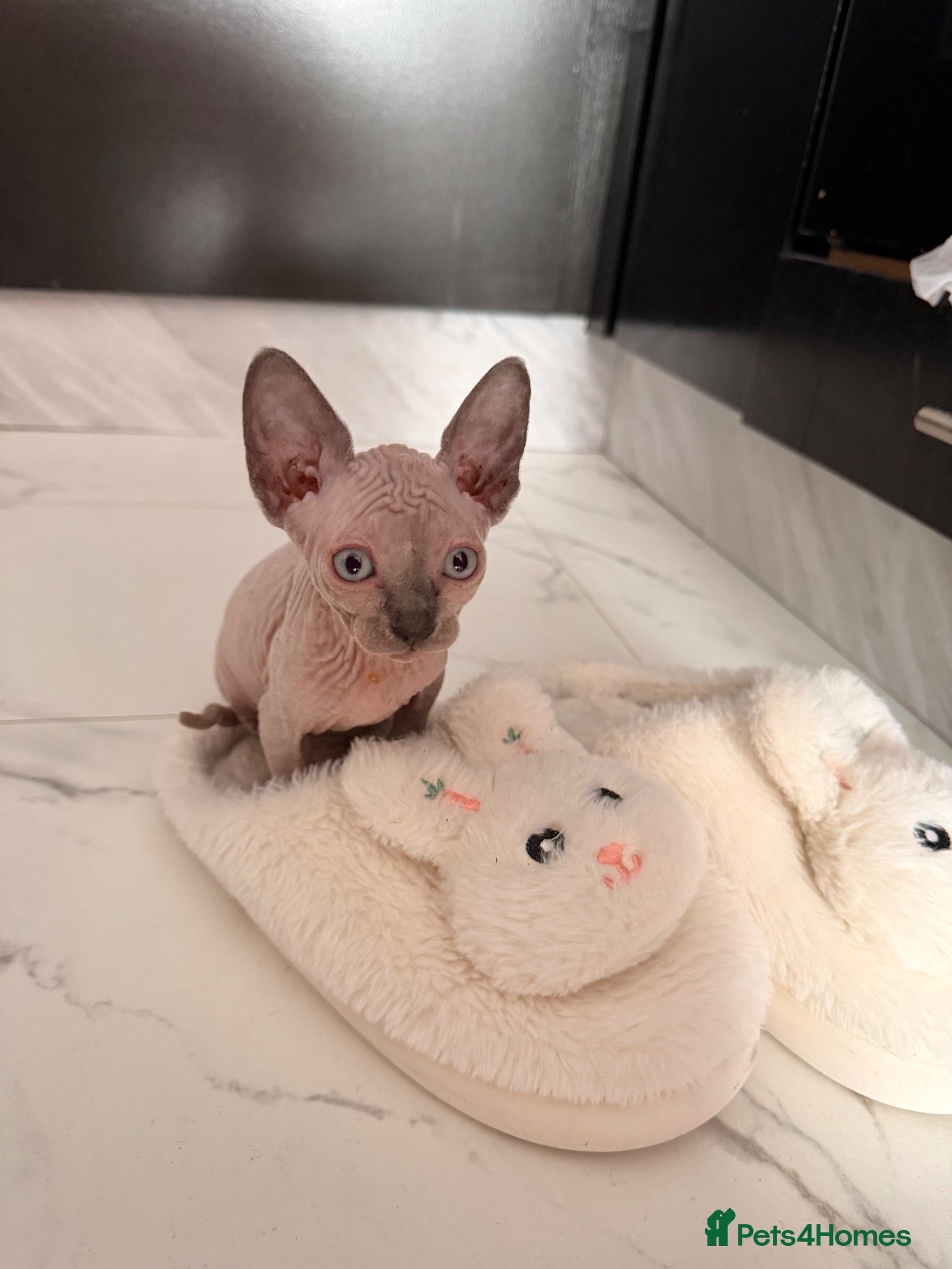 Sphynx cats Last few, can deliver- ready 22nd sep - Advert 2