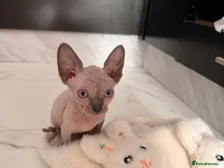 Sphynx cats Last few, can deliver- ready 22nd sep - Advert 2