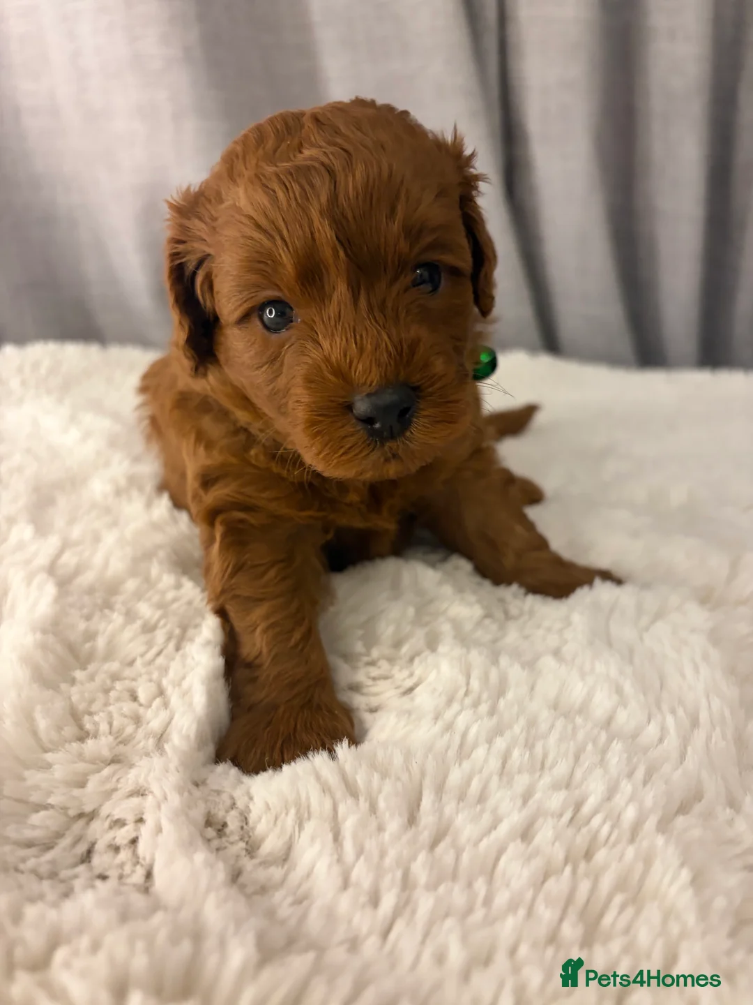 Cockapoo dogs for sale: Cockapoo toy puppies, amazing litter of 7 - Advert 2