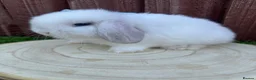 Mini Lop rabbits for sale: Beautiful purebred mini lops ready to reserve 😍 - Advert 9