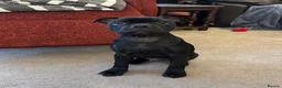 Staffordshire Bull Terrier dogs for sale: KC Registered Staffordshire Bull Terrier Pup - Advert 15