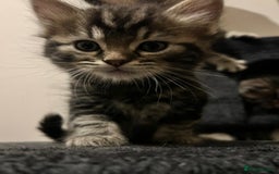 Mixed Breed cats for sale: Beautiful Kittens for sale - Image 8