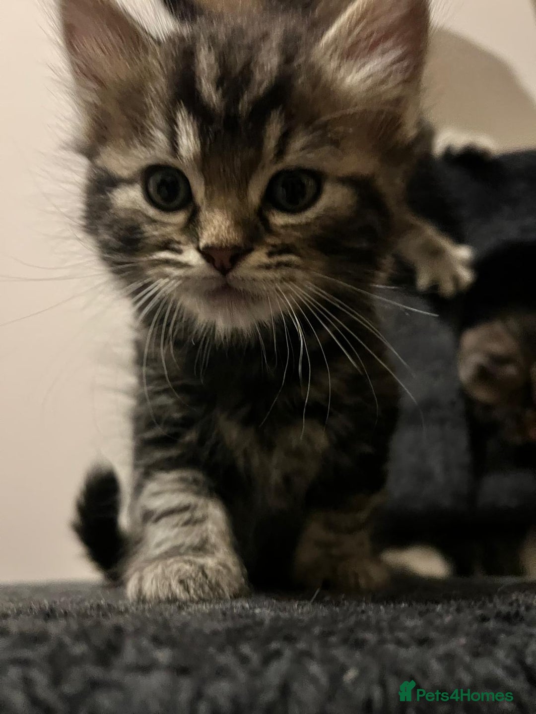 Mixed Breed cats for sale: Beautiful Kittens for sale - Image 8
