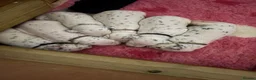 Dalmatian dogs for sale: Eagerly Awaited Litter Now Here 💫 - Advert 11