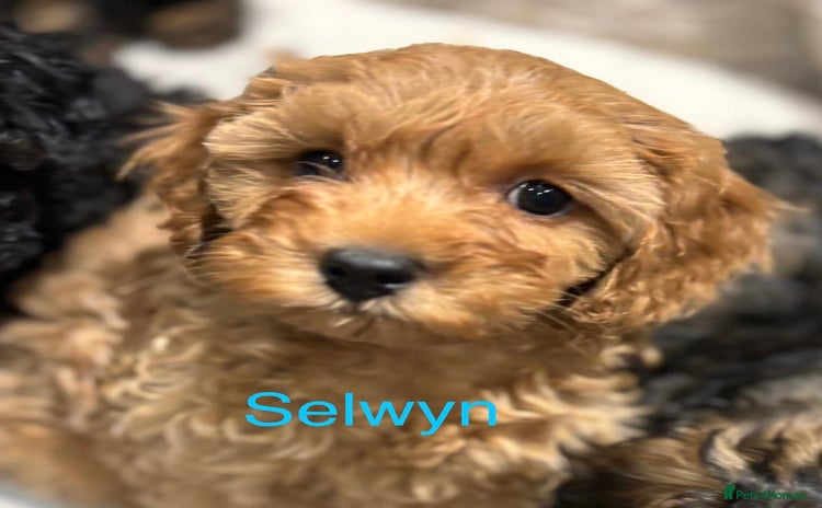 Cavapoo dogs - Advert 1