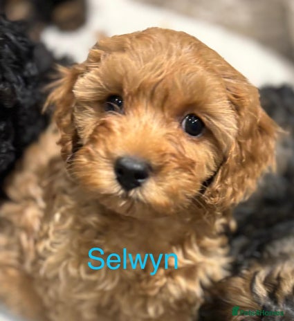 Cavapoo dogs - Advert 1