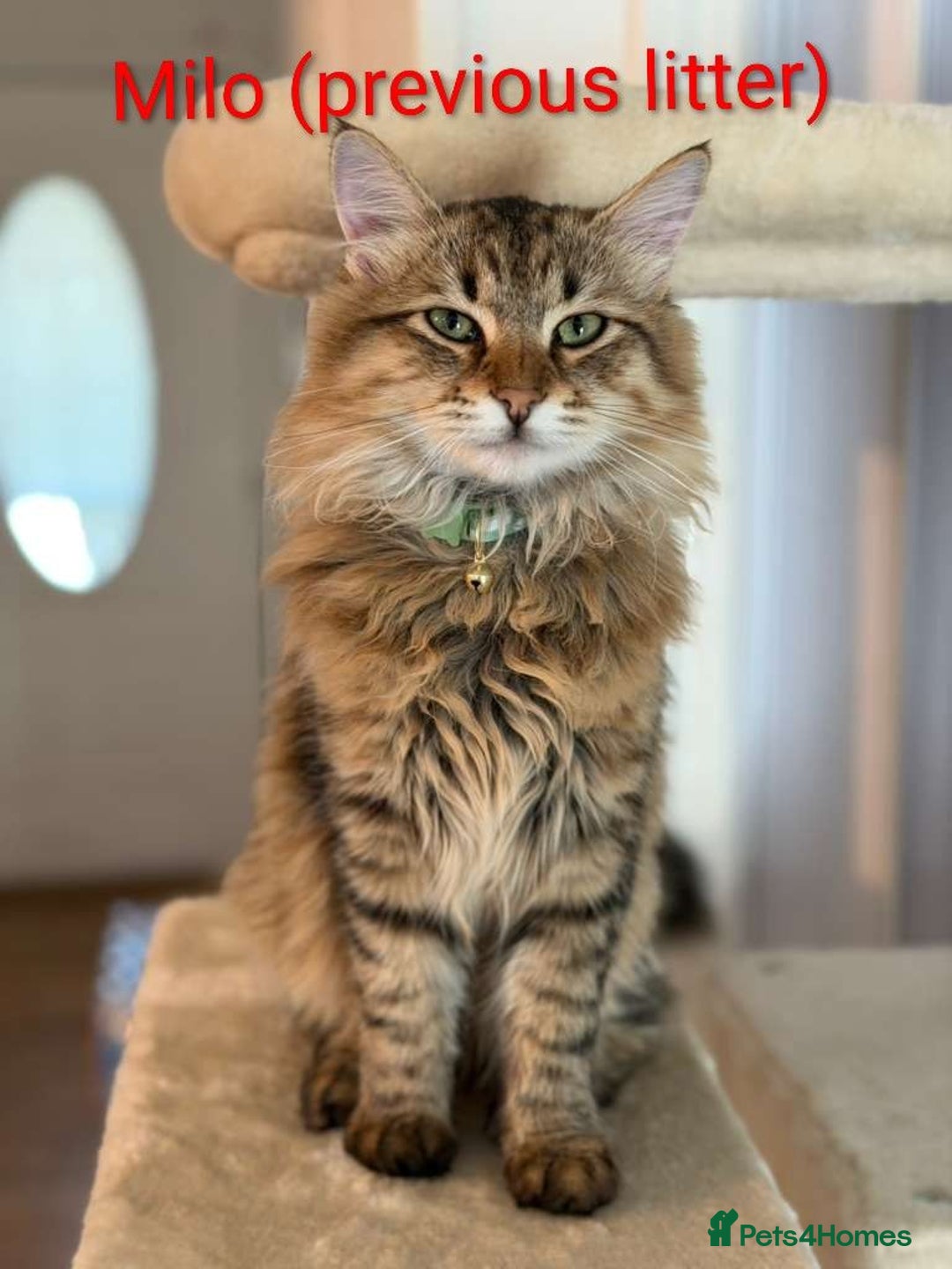 Siberian cats for sale: Purebred Siberian Kittens - GREAT for ALLERGY - Advert 4