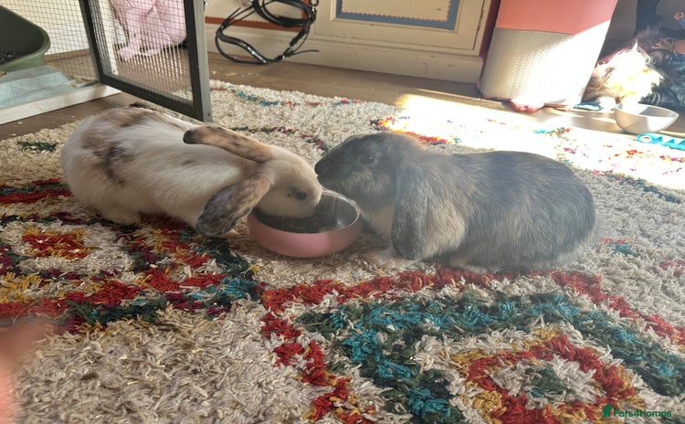 Mixed Breed rabbits - Advert 8