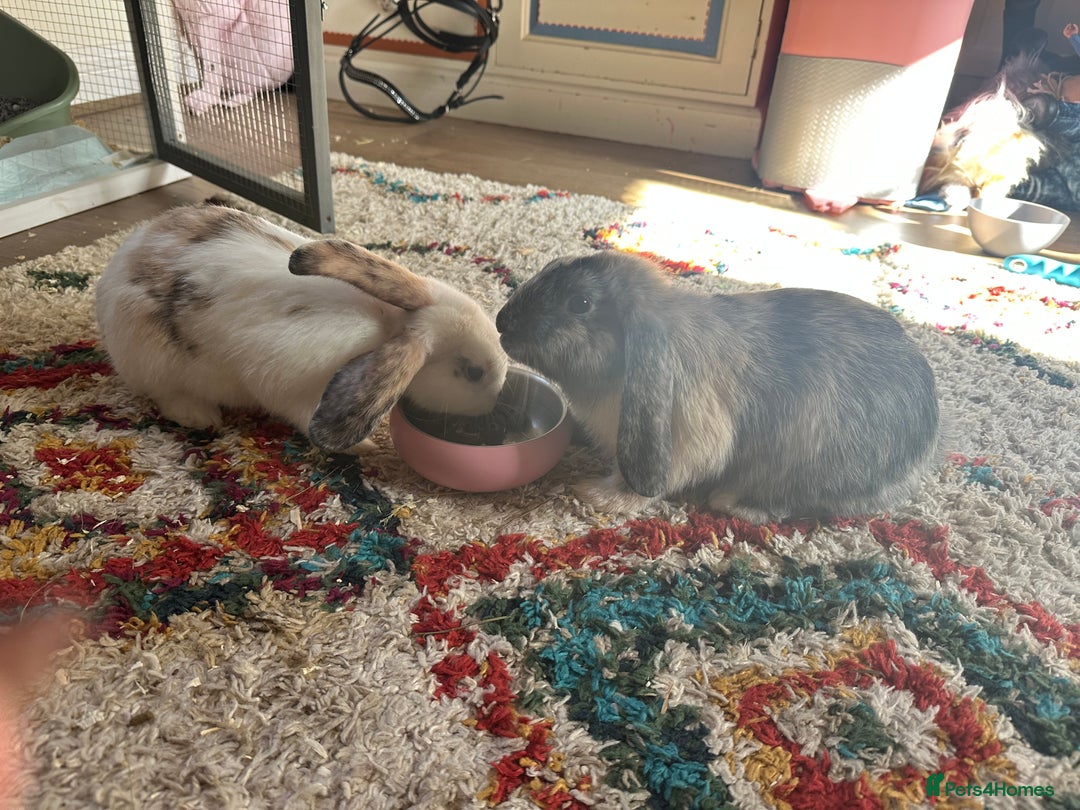 Mixed Breed rabbits for sale: Two beautiful brothers plus equipment  - Image 1