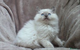 Ragdoll cats for sale: GCCF PET/ACTIVE KITTENS CHAMPION IMP BLOODLINES - Image 16