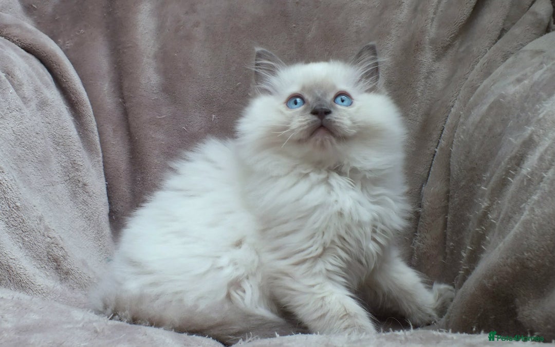 Ragdoll cats for sale: GCCF PET/ACTIVE KITTENS CHAMPION IMP BLOODLINES - Image 16
