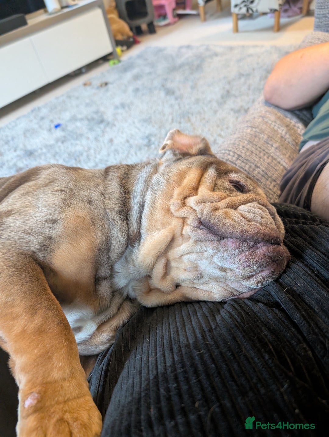 English Bulldog dogs for sale: Lovely English bulldog girl  - Image 6