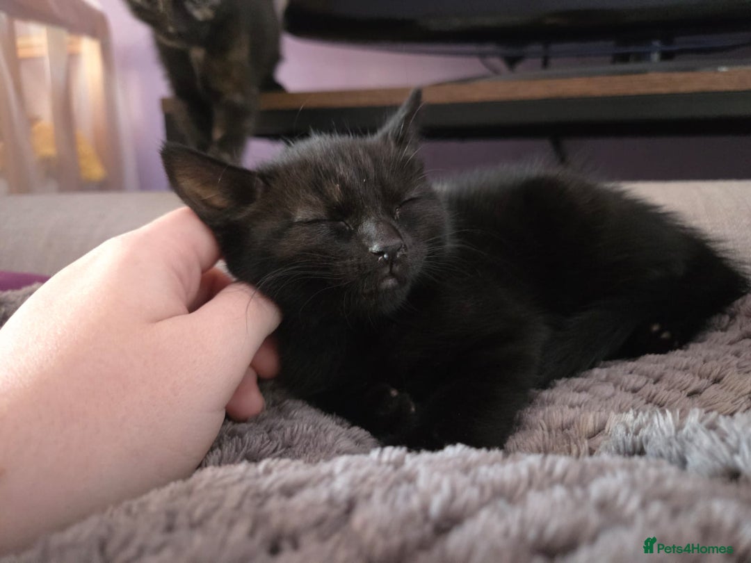 Mixed Breed cats for sale: 3 gorgeous kittens for sale - Advert 10