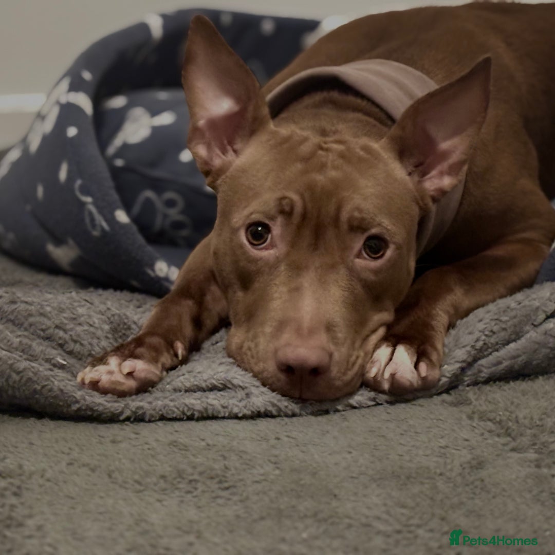 Mixed Breed dogs for sale: Dolch the Beauty - Image 3