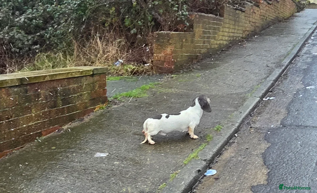 Miniature Dachshund dogs for stud: Blue & Tan pied mini daxi stud carrying choc - Advert 7