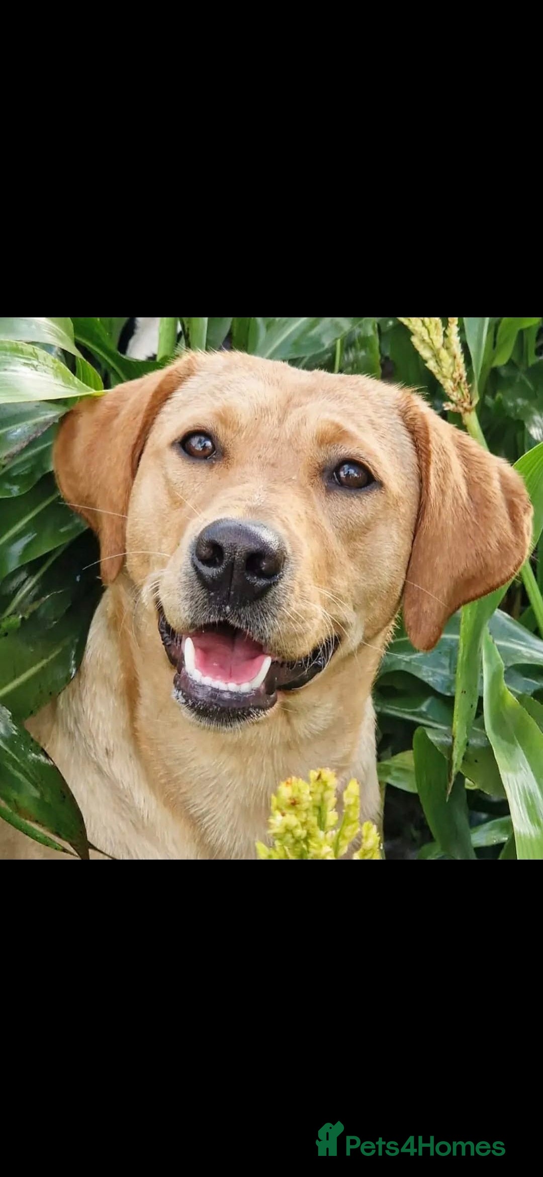 Labradoodle dogs for sale: F1 MINI LABRADOOLES - Image 2