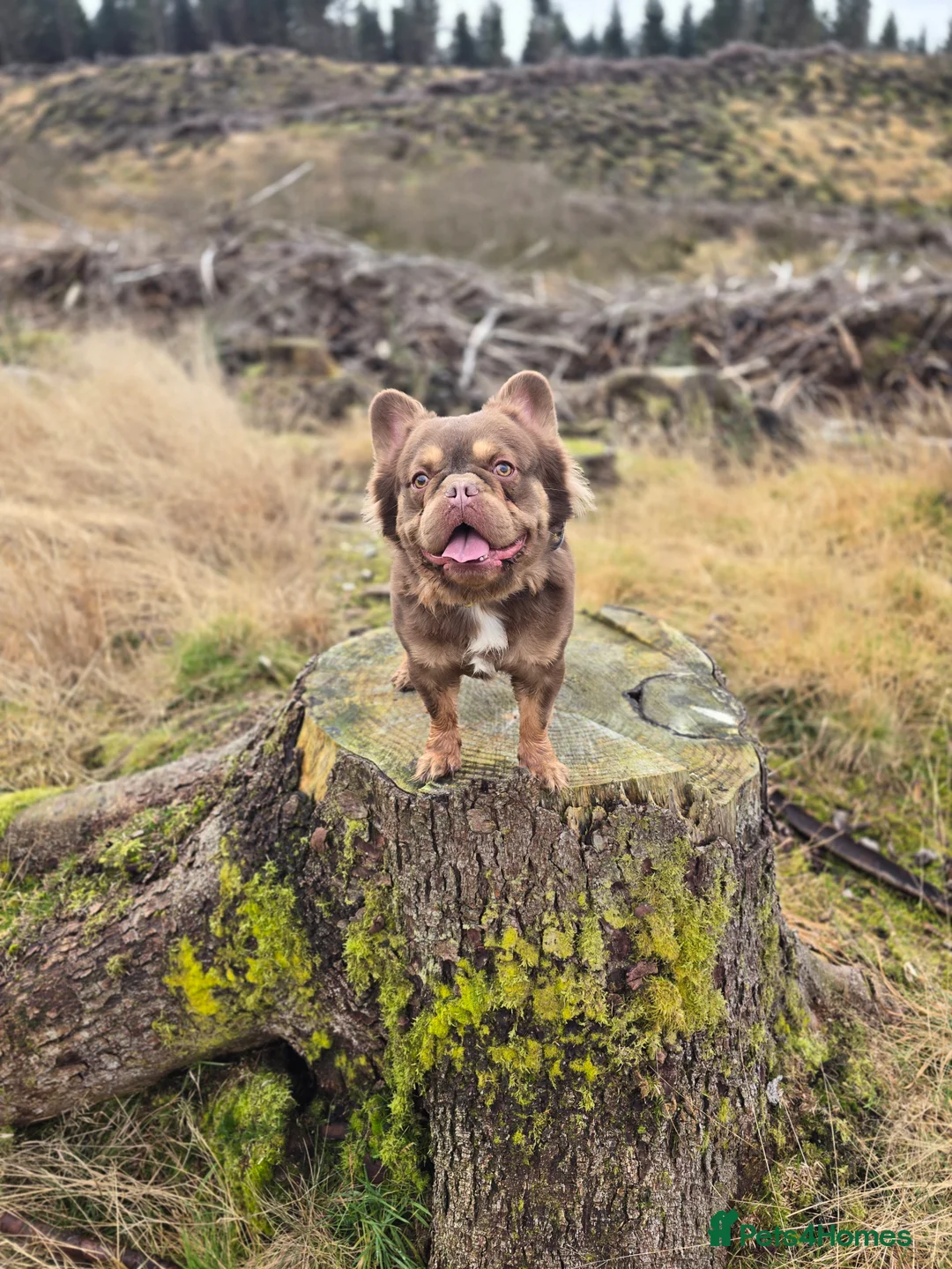 French Bulldog dogs for stud: Rojo Tan Visual Fluffy French Bulldog Stud - Advert 2