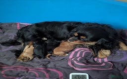 Cavalier King Charles Spaniel dogs for sale: Gorgeous Cavalier King Charles Spaniel puppies - Image 29