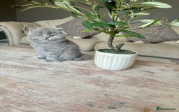 British Shorthair cats for sale: Ready For Forever Homes Soon! - Image 7