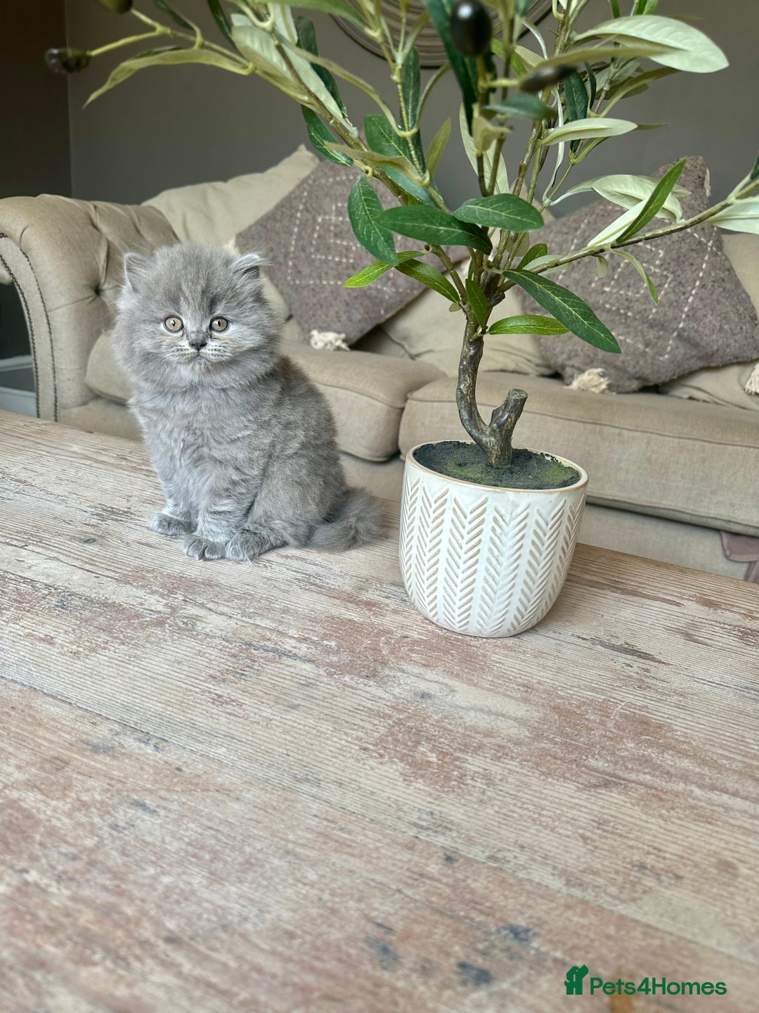 British Shorthair cats for sale: Ready For Forever Homes Soon! - Image 7