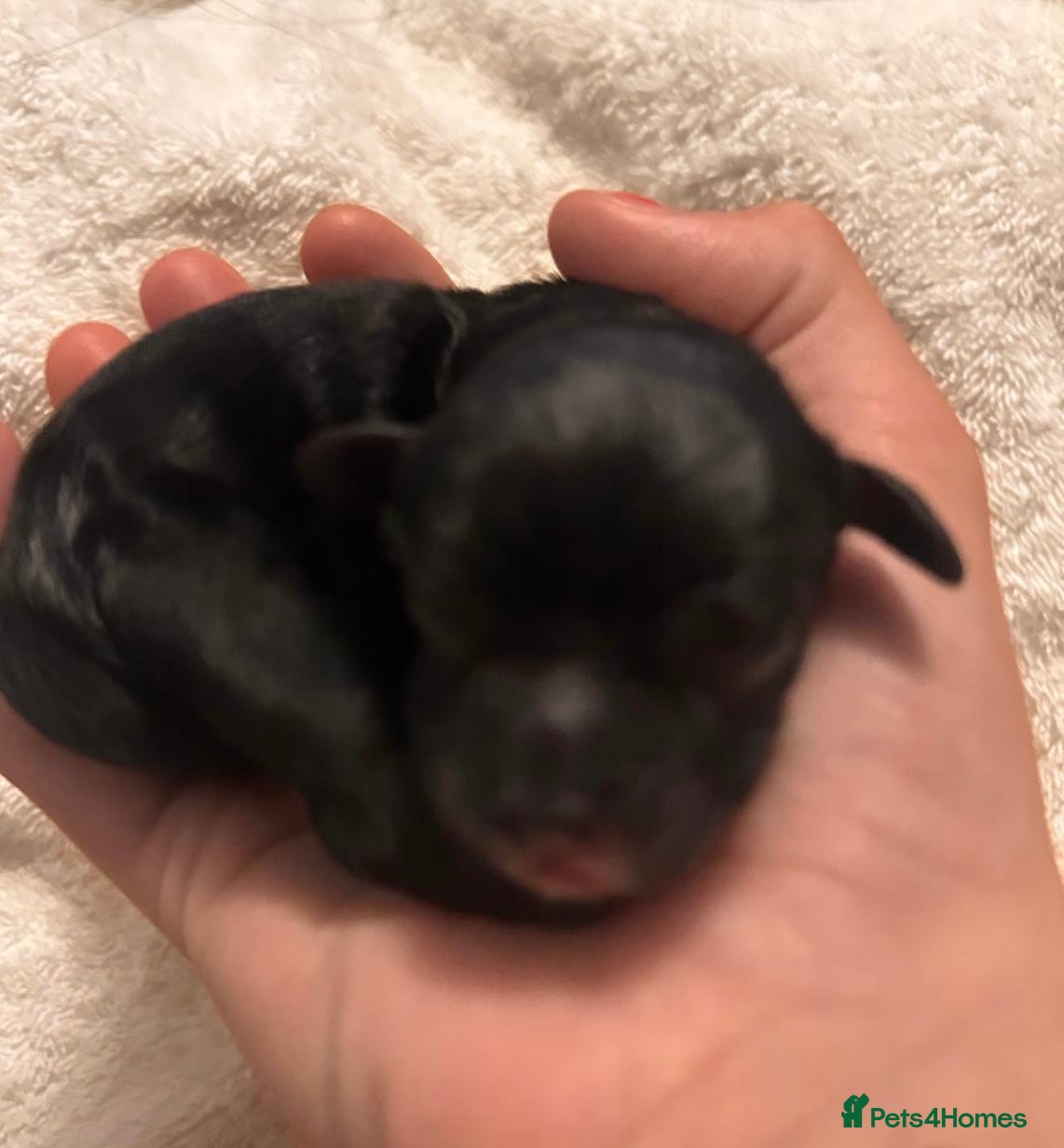 Shihpoo dogs Toy ShiPoo puppies,Very rare colours - Advert 4