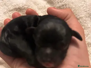 Shihpoo dogs Toy ShiPoo puppies,Very rare colours - Advert 1