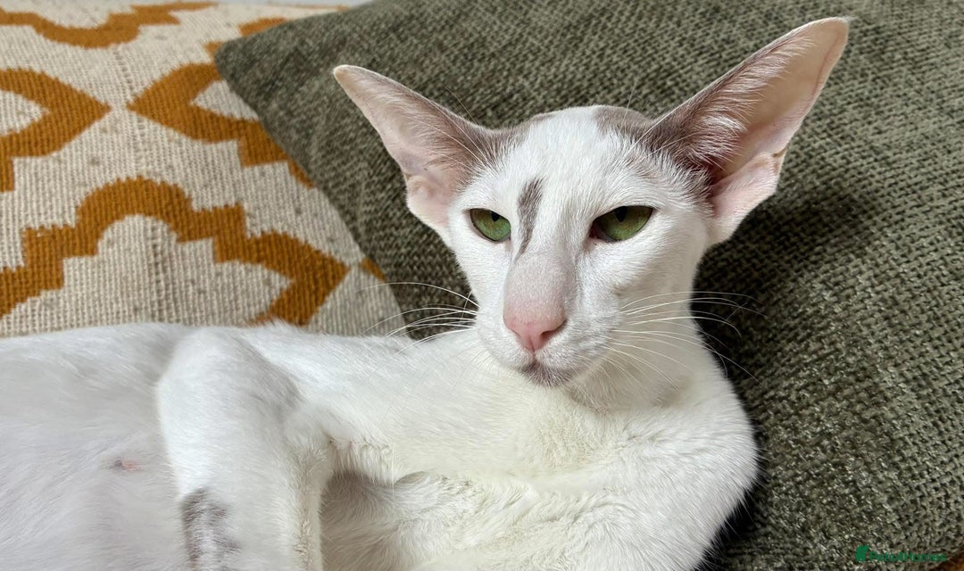 Oriental cats for sale: Gorgeous GCCF reg Orientals For Sale  - Image 5