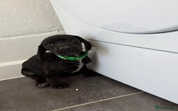 Mixed Breed dogs for sale: 6 beautiful jack russle cross cocker spaniels  - Image 7