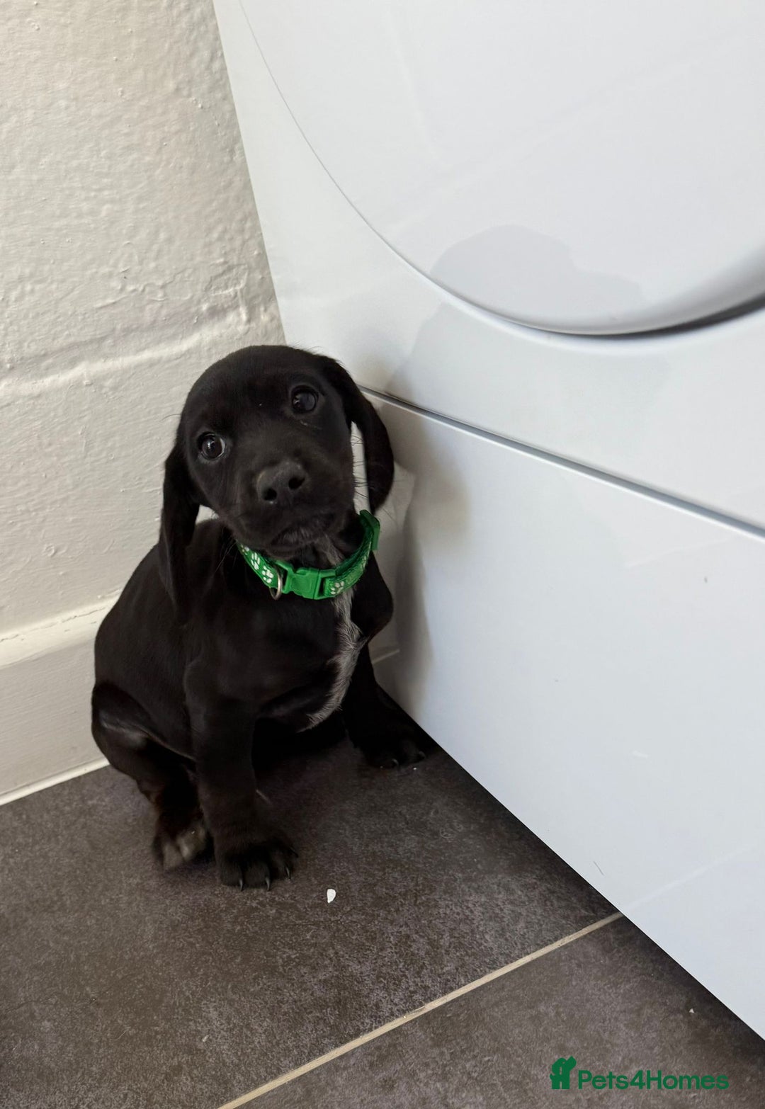 Mixed Breed dogs for sale: 6 beautiful jack russle cross cocker spaniels  - Image 7