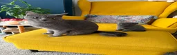 British Shorthair cats for sale: One male British short hair  in Wallasey - Advert 6