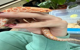 Snake reptiles for sale: CB24 Male Albino Western Hognose - Advert 2
