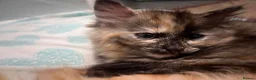 Mixed Breed cats for sale: Adorable White & Ginger Male Kitten for Sale in Nottingham - Advert 5