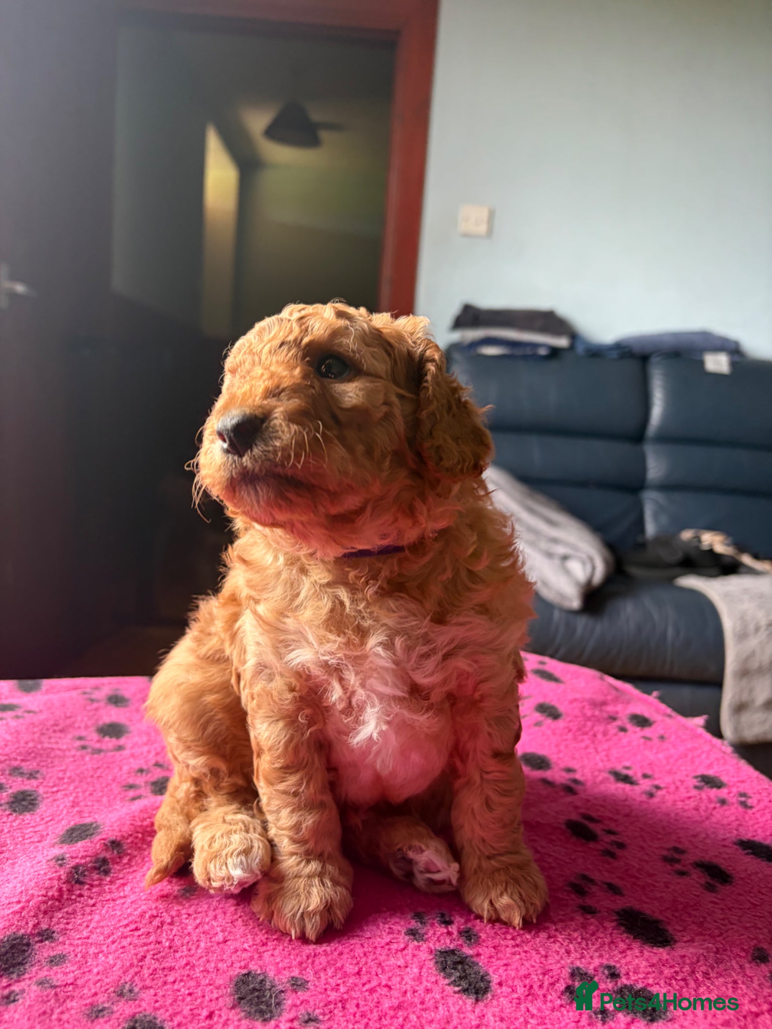 Labradoodle dogs Miniature labradoodle puppies, 3 boys left. - Advert 2