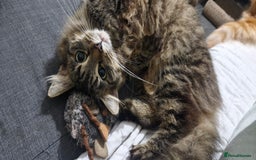 Mixed Breed cats for sale: Urgent! Beautiful Turkish Angora/tabby - Image 2