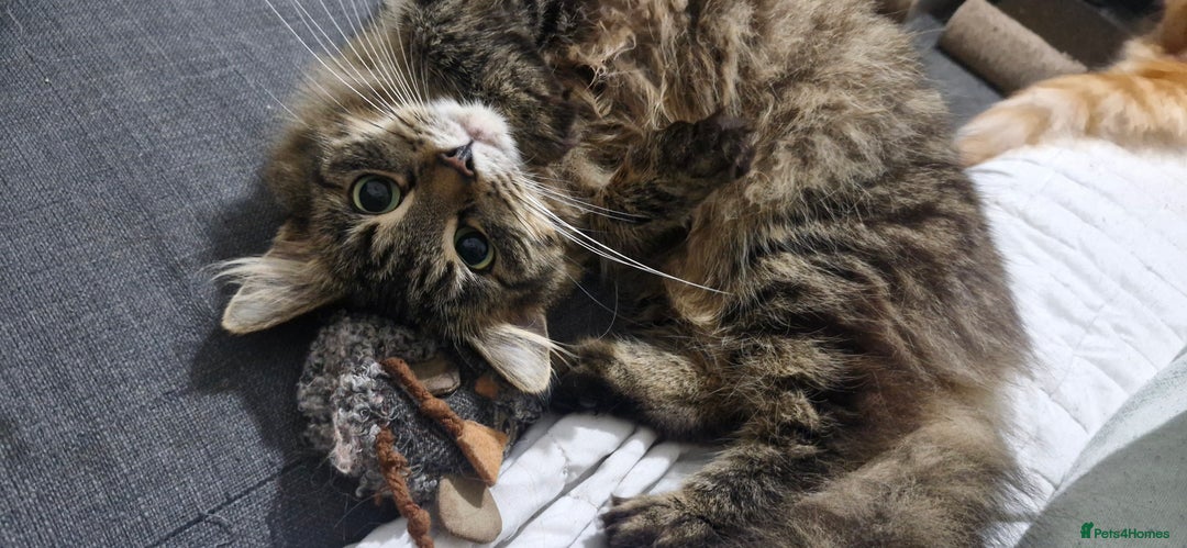 Mixed Breed cats for sale: Urgent! Beautiful Turkish Angora/tabby - Image 2