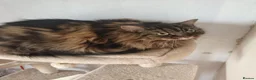 Norwegian Forest Cat cats for sale: Our sweet Norwegian forest cat boy  - Advert 7