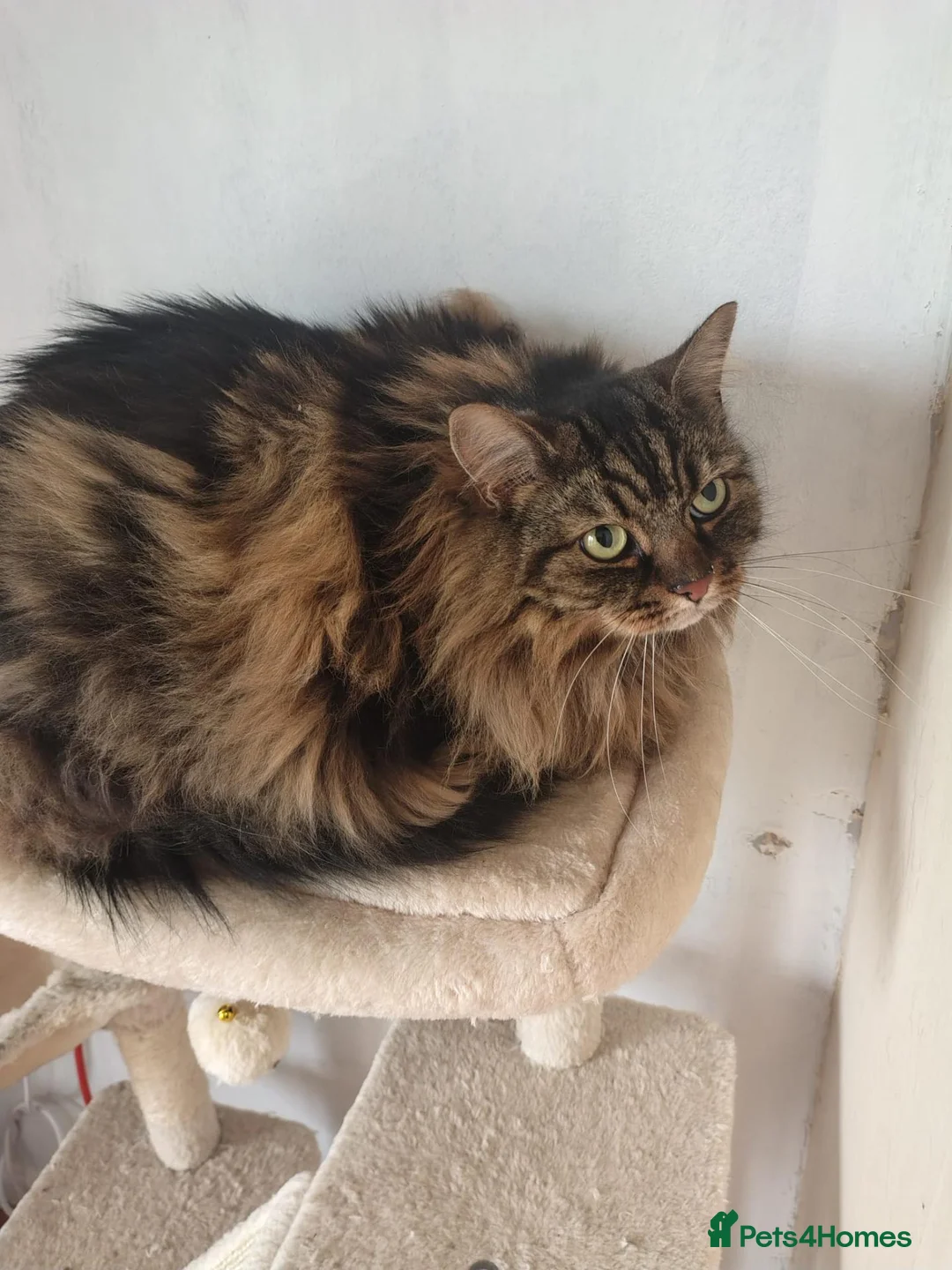Norwegian Forest Cat cats for sale: Our sweet Norwegian forest cat boy  - Advert 7