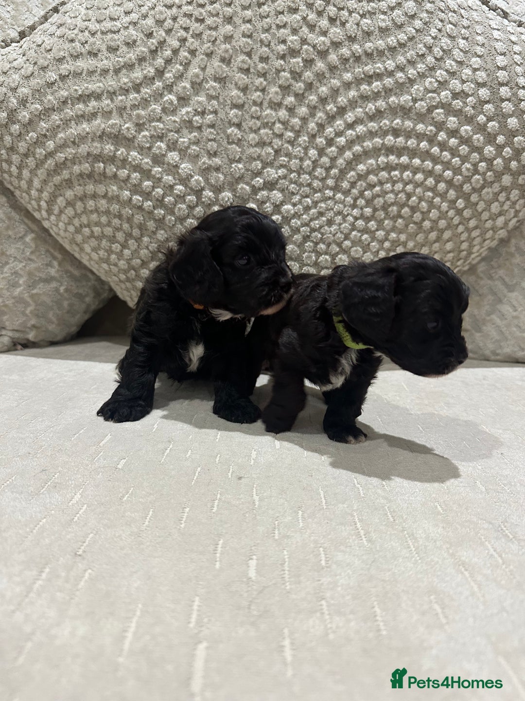 Cavapoo dogs for sale: F1 cavapoo puppies heath tested  - Advert 9
