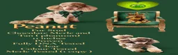 Toy Poodle dogs for stud: FOR STUD PEANUT  - Advert 1